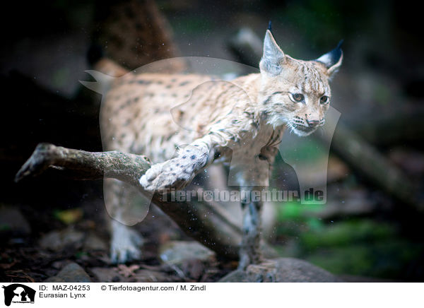 Eurasischer Luchs / Eurasian Lynx / MAZ-04253