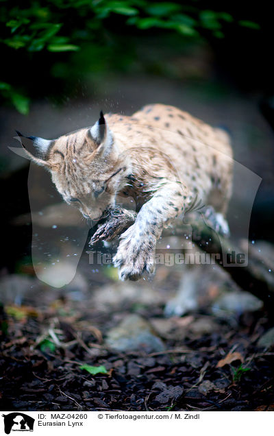 Eurasischer Luchs / Eurasian Lynx / MAZ-04260