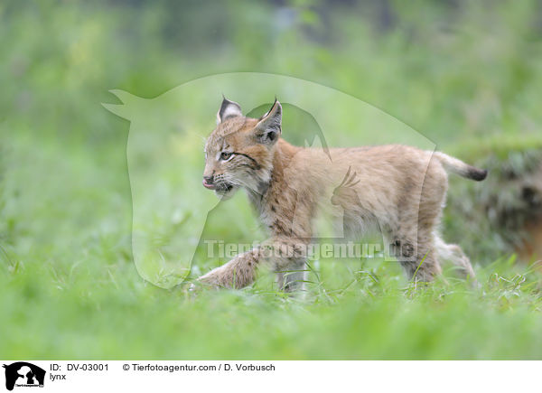 Eurasischer Luchs / lynx / DV-03001