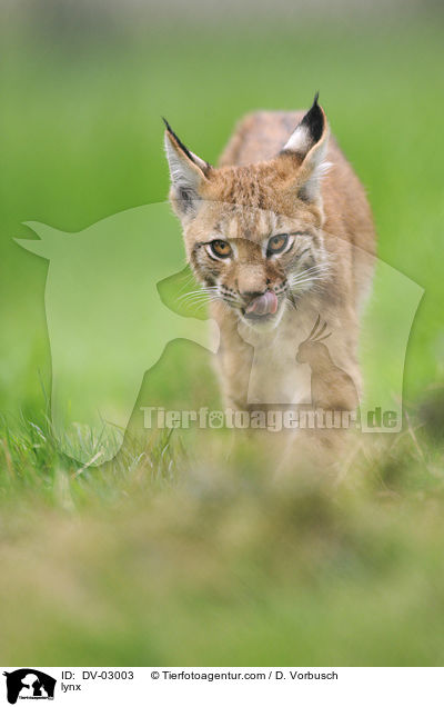 Eurasischer Luchs / lynx / DV-03003