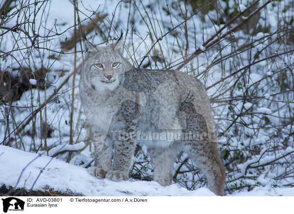 Eurasischer Luchs / Eurasian lynx / AVD-03801