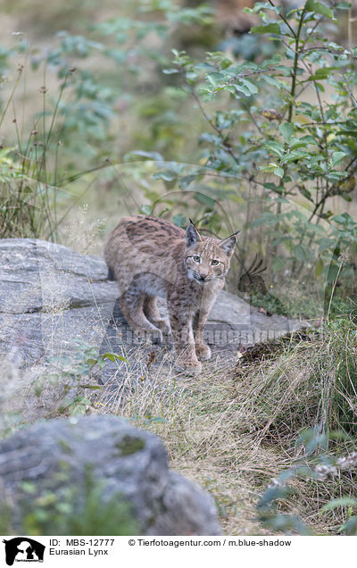 Eurasischer Luchs / Eurasian Lynx / MBS-12777