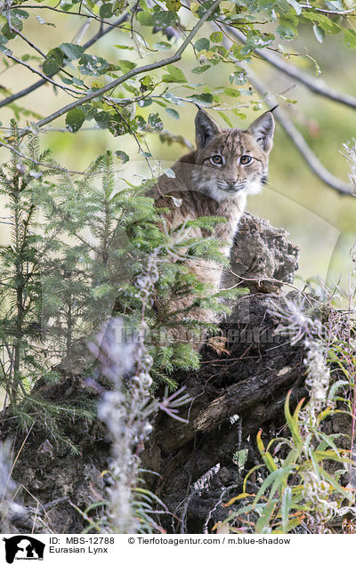 Eurasischer Luchs / Eurasian Lynx / MBS-12788