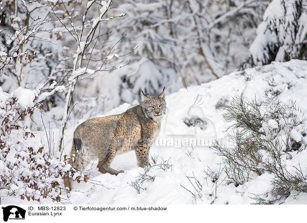 Eurasischer Luchs / Eurasian Lynx / MBS-12823