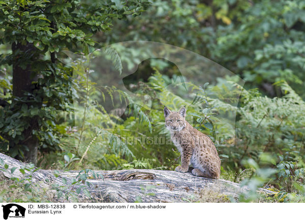 Eurasischer Luchs / Eurasian Lynx / MBS-12838