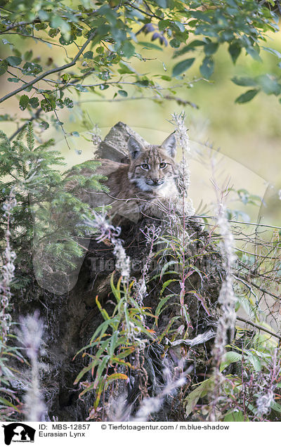 Eurasischer Luchs / Eurasian Lynx / MBS-12857