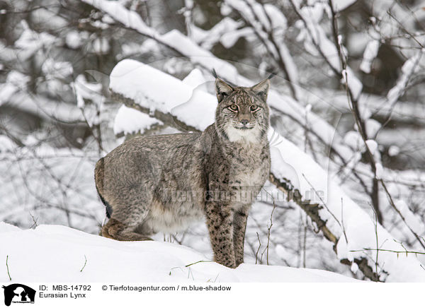 Eurasischer Luchs / Eurasian Lynx / MBS-14792