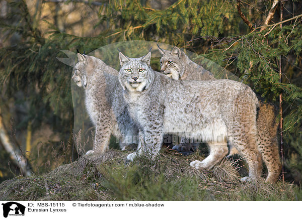 Eurasische Luchse / Eurasian Lynxes / MBS-15115