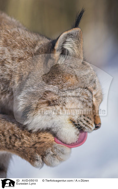 Eurasischer Luchs / Eurasian Lynx / AVD-05010