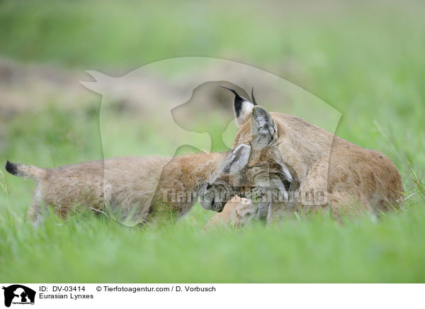 Eurasische Luchse / Eurasian Lynxes / DV-03414