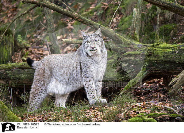 Eurasischer Luchs / Eurasian Lynx / MBS-16578