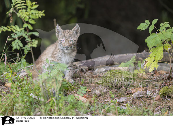 sitzender Luchswelpe / sitting cub / PW-09637