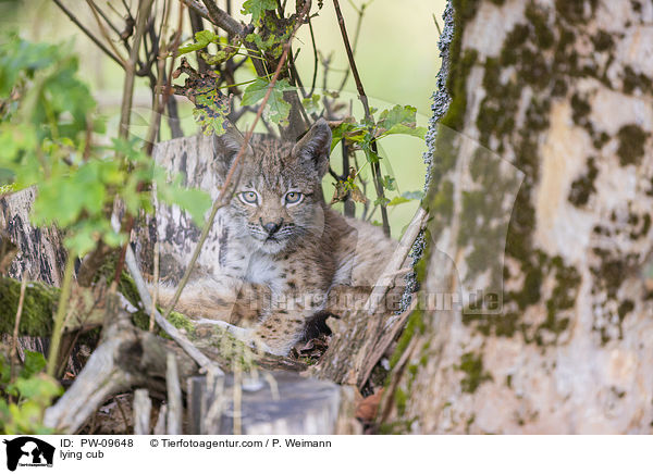 liegender Luchswelpe / lying cub / PW-09648