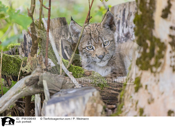 Luchswelpe Portrait / cub portrait / PW-09649