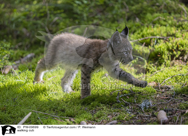 laufender Luchswelpe / walking cub / PW-09699