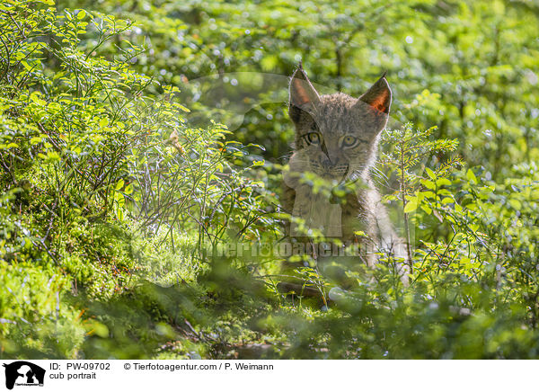 Luchswelpe Portrait / cub portrait / PW-09702