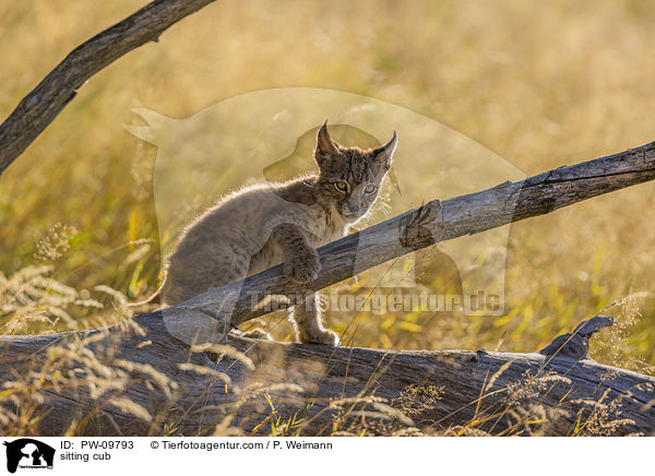 sitzender Luchswelpe / sitting cub / PW-09793