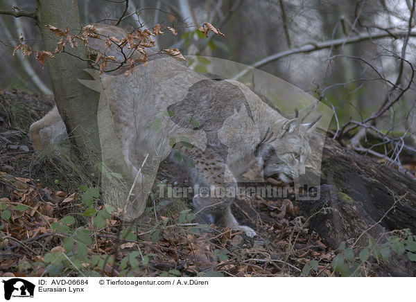 Eurasischer Luchs / Eurasian Lynx / AVD-06684