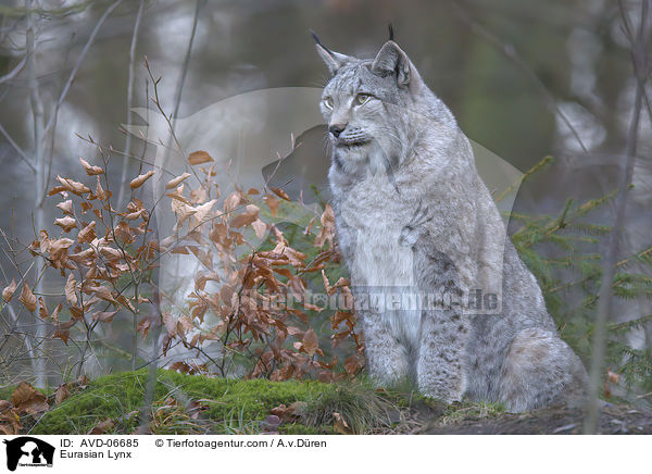 Eurasischer Luchs / Eurasian Lynx / AVD-06685