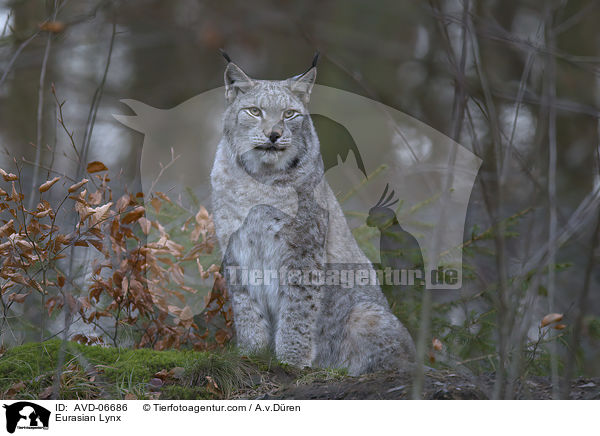 Eurasischer Luchs / Eurasian Lynx / AVD-06686