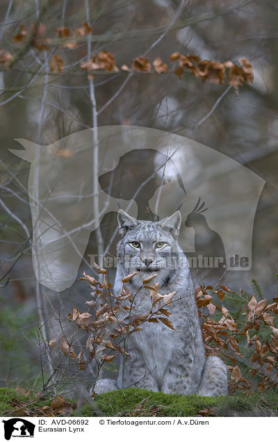 Eurasischer Luchs / Eurasian Lynx / AVD-06692