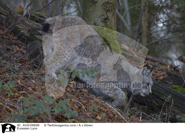 Eurasischer Luchs / Eurasian Lynx / AVD-06699
