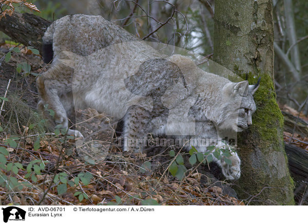 Eurasischer Luchs / Eurasian Lynx / AVD-06701