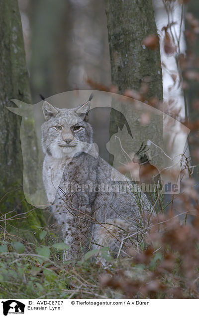 Eurasischer Luchs / Eurasian Lynx / AVD-06707