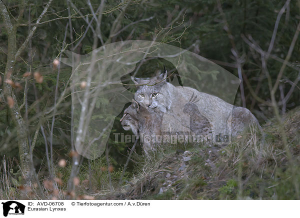 Eurasische Luchse / Eurasian Lynxes / AVD-06708