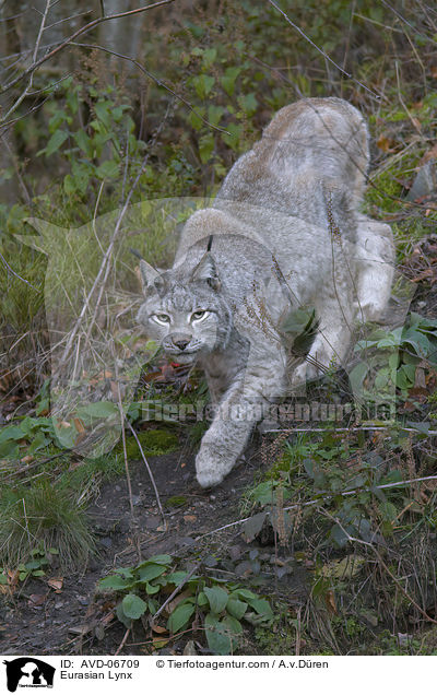 Eurasischer Luchs / Eurasian Lynx / AVD-06709