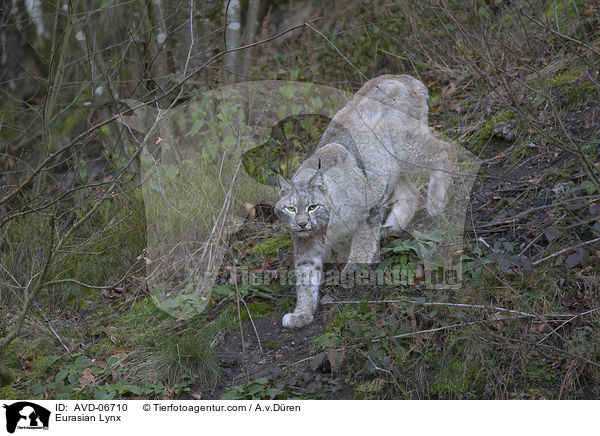 Eurasischer Luchs / Eurasian Lynx / AVD-06710