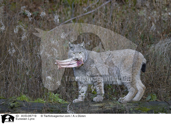 Eurasischer Luchs / Eurasian Lynx / AVD-06719