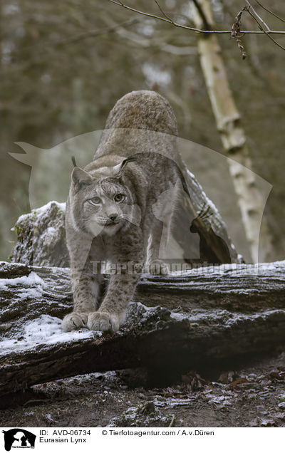 Eurasischer Luchs / Eurasian Lynx / AVD-06734