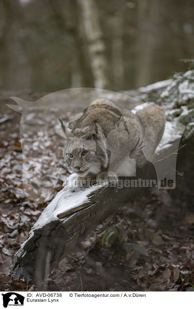 Eurasischer Luchs / Eurasian Lynx / AVD-06738