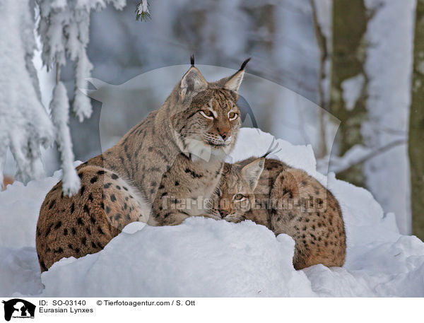 Eurasische Luchse / Eurasian Lynxes / SO-03140