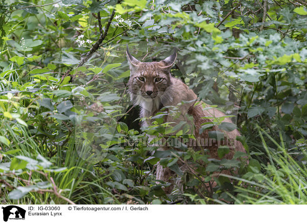 Eurasischer Luchs / Eurasian Lynx / IG-03060