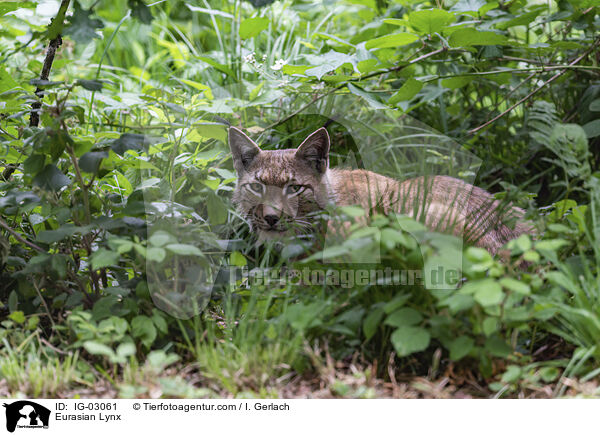 Eurasischer Luchs / Eurasian Lynx / IG-03061