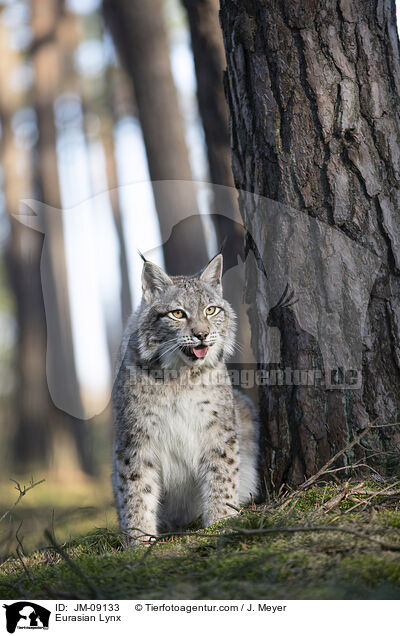 Eurasischer Luchs / Eurasian Lynx / JM-09133