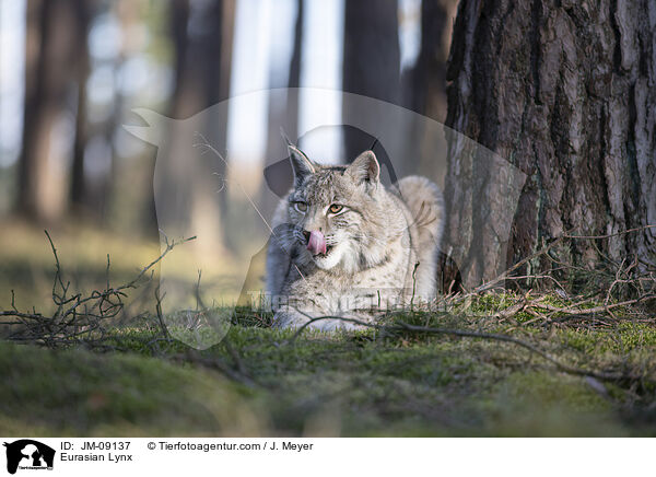 Eurasischer Luchs / Eurasian Lynx / JM-09137