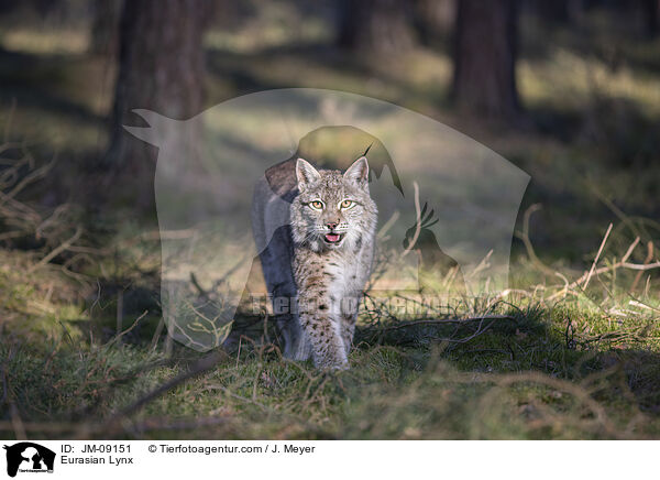 Eurasischer Luchs / Eurasian Lynx / JM-09151