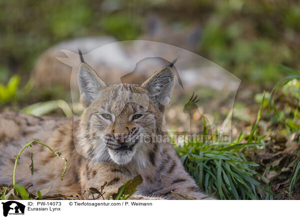 Eurasischer Luchs / Eurasian Lynx / PW-14073