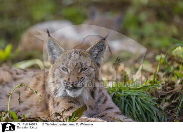 Eurasischer Luchs / Eurasian Lynx / PW-14074