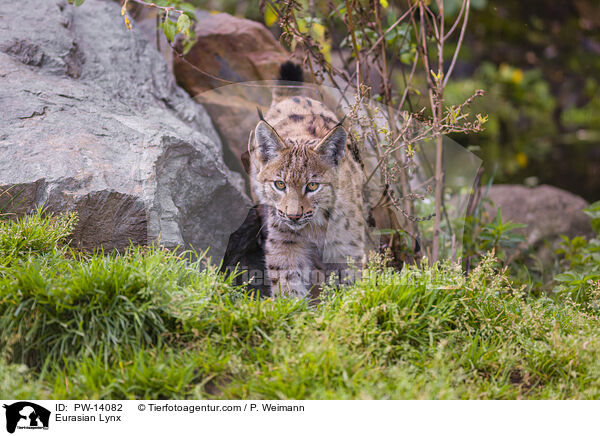 Eurasischer Luchs / Eurasian Lynx / PW-14082