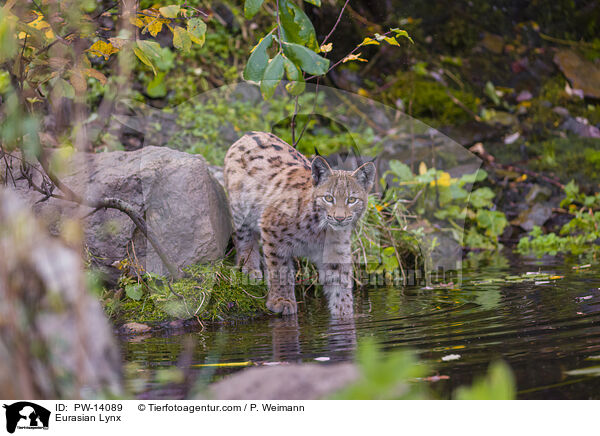 Eurasischer Luchs / Eurasian Lynx / PW-14089