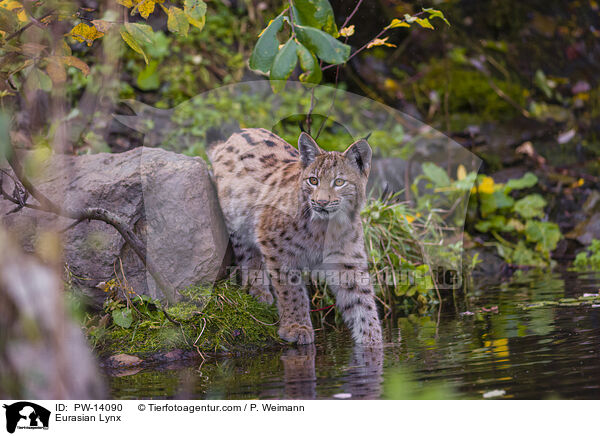 Eurasischer Luchs / Eurasian Lynx / PW-14090