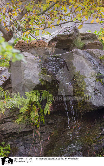 Eurasischer Luchs / Eurasian Lynx / PW-14100