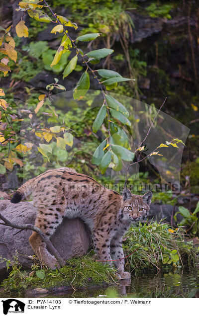 Eurasischer Luchs / Eurasian Lynx / PW-14103