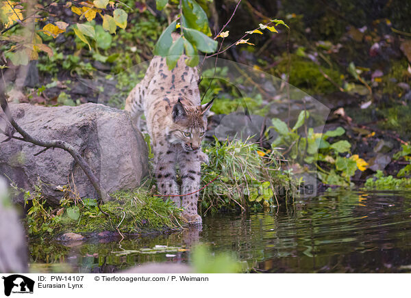 Eurasischer Luchs / Eurasian Lynx / PW-14107