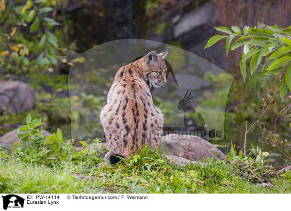 Eurasischer Luchs / Eurasian Lynx / PW-14114