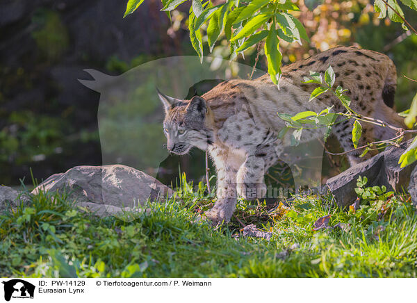 Eurasischer Luchs / Eurasian Lynx / PW-14129